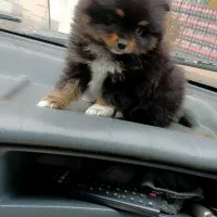 توله شیتزو پامر و پودل و شی واوا و...