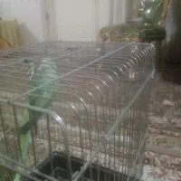 فروش شاه طوطی 9 ماهه بهترین  زمان برای اموزش