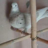 کفتر سرور|پرنده|مشکین‌دشت, |دیوار