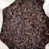 مویز رطبی|خوردنی و آشامیدنی|شیراز, کوشک بیدک|دیوار