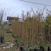 نهال سیاه ریشه گلدانی