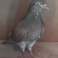 سلام خدمت دوستان عشقباز یک جفت المانی اس|پرنده|شاهرود, |دیوار