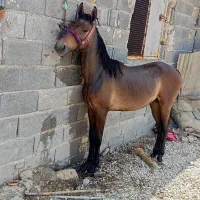 اسب نریون|اسب و تجهیزات اسبسواری|مرودشت, دولت آباد|دیوار