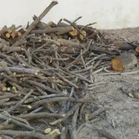 خریدار انواع چوب|خدمات باغبانی و درختکاری|فسا, |دیوار