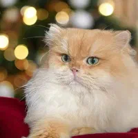 گربه ۲ ماهه گلد شورت هیر لانگ هیر