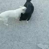 سگ پا کوتاه دوتا نر  خوشکل