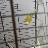 یه جفت مرغ عشق بسیار مولد|پرنده|قم, باجک سه|دیوار