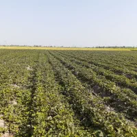 نهال توت فرنگی سابرینا|خدمات باغبانی و درختکاری|علی‌آباد کتول, |دیوار