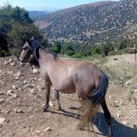 مادیان ۳سال|اسب و تجهیزات اسب‌سواری|مهدی شهر, |دیوار