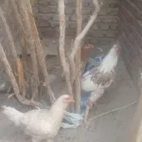 مرغ و خروس