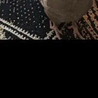 عروس طوطی گم شده|پرنده|قزوین, |دیوار