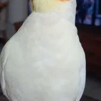 عروس هلندی نر