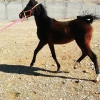 اسب کره ماده درجه یک و شجره دار فروشی