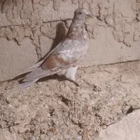 ۹ عدد پرشی به شرط|پرنده|نمین, |دیوار