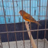 قناری نر سالم و سرحال