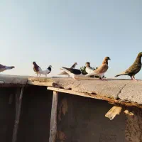 کبوتر سینه سیاه کله دمسفید طوقی رنگه ساده پرشی|پرنده|مشهد, موسوی قوچانی|دیوار
