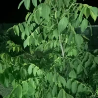 طبقه همکف اجاره ای