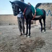 اسب چهار ساله نر|اسب و تجهیزات اسب‌سواری|مرند, |دیوار