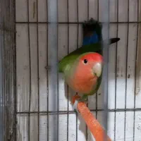 طوطی کوتوله|پرنده|مشگین شهر, |دیوار