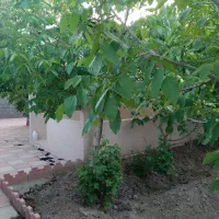 باغ-چهاردیواری-سنددار-حصار-مهتر