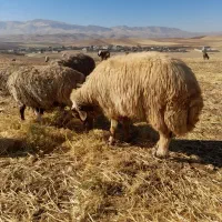 ورن ،قوچ|حیوانات مزرعه|کرمانشاه, |دیوار