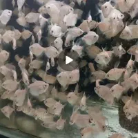 ماهی کالر سفید فقط و فقط ۹ هزار تومان