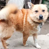 سگ پاکوتاه