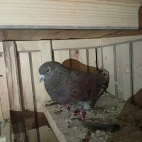 کفتربدردبخور بشرط