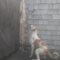 واگذاری سگ سرابی