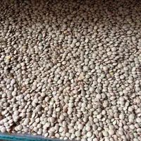 پخش حبوبات عمده ب (مستقیم از کشاورز خرید کنید)|خوردنی و آشامیدنی|رشت, منظریه|دیوار