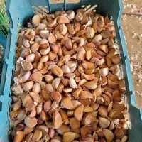 سیر بذری گوگان حبه شده