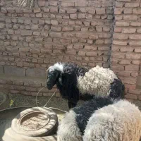 بره قوچ چاق