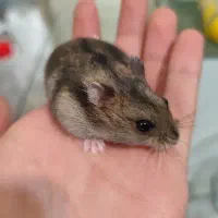 همستر کمپل مینیاتوری