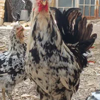 مجسمه / خروس گلین چهل تاج و برهما و طوسی / مرغ