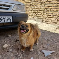 سگ پامرا نژاد کمیاب  دست هرکسی این نژاد نیست|سگ|تربت‌حیدریه, پائین ولایت|دیوار