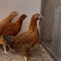 جوجه مرغ ۳ماهه