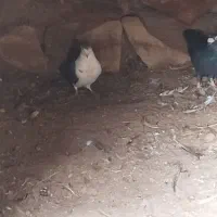 کفتر|پرنده|عطاملک, |دیوار