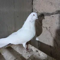 کبوتر شمرونی