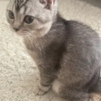 گربه بریتیش سیلور