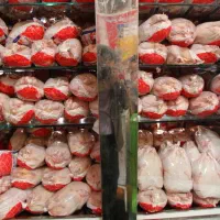 فروشنده برای مرغ فروشی