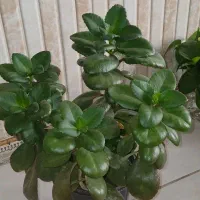 گل قاشقی و حسن یوسف