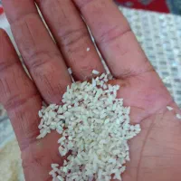برنج نیمدانه هاشمی دودی وطبیع