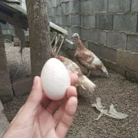 دو عدد بوقلمون ماده بوربون