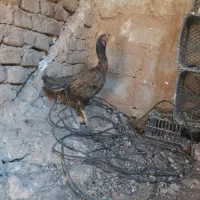 مرغ لاری درشهر|حیوانات مزرعه|دره شهر, |دیوار