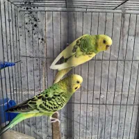 مرغ عشق با قفس