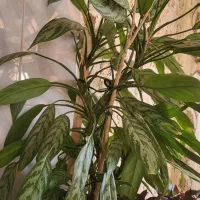 فروش گل|گل و گیاه طبیعی|سنندج, |دیوار