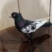 کفتر سینه سیاه نر