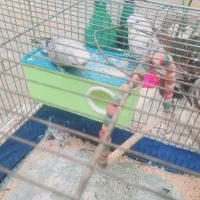 مرغ عشق... قشنگ