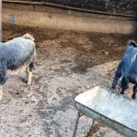 بز جوان|حیوانات مزرعه|مریوان, |دیوار