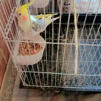 عروس هلندی نرفروشی|پرنده|بردسیر, |دیوار